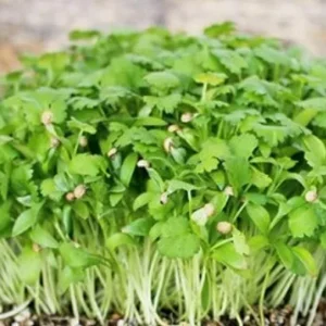 Cilantro