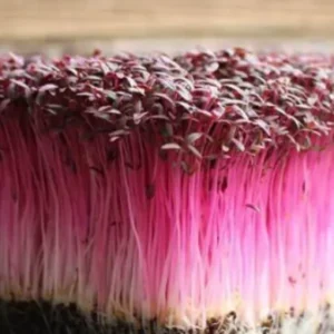 Amaranthus Red Garnet