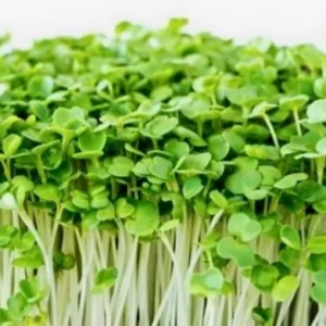 Rocket Arugula (Cultivated)