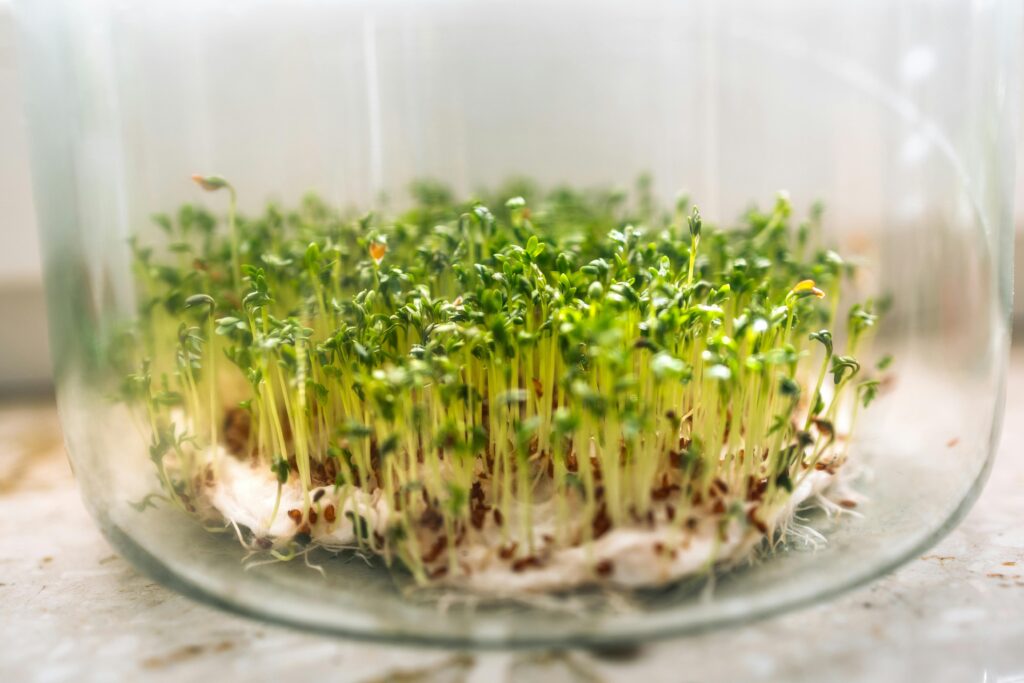 pexels-photo-12966802-12966802 Close-up of fresh cress sprouts growing in a glass bowl, symbolizing growth and freshness.