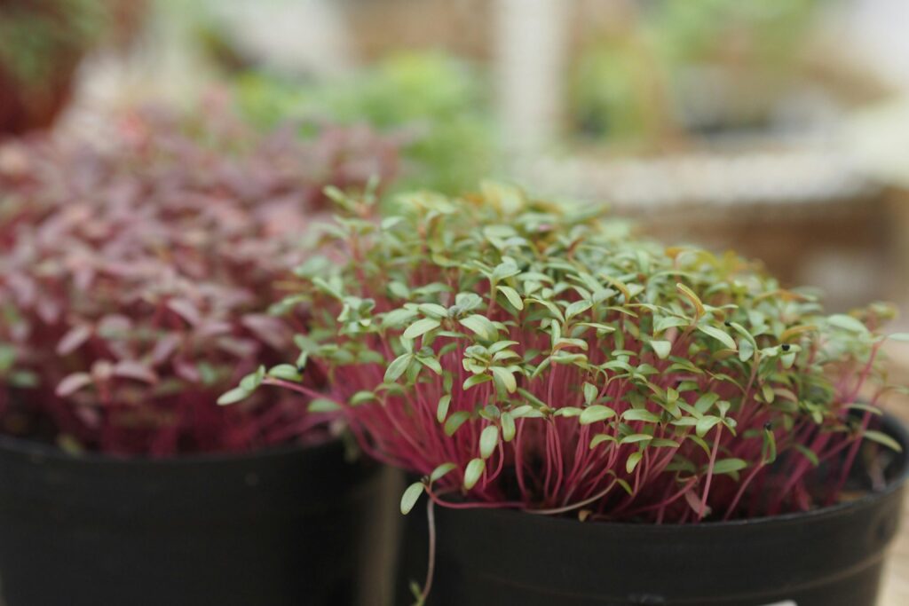 pexels-photo-7824542-7824542 Close-up of vibrant microgreens in black pots. Perfect for freshness and growth themes.