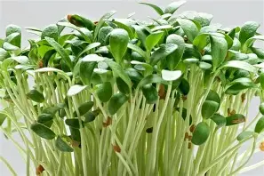 Fenugreek (Methi) Microgreens