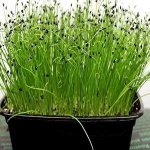 Onion Microgreens