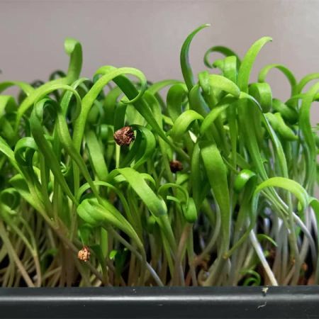 Spinach Microgreens